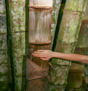 Bambu gigante